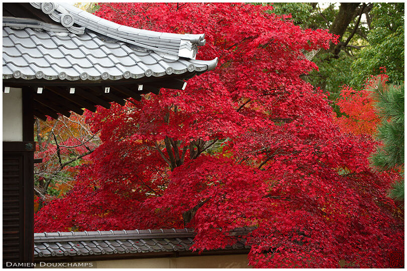 Bright red maple tree in Rozan-ji temple, Kyoto, Japan