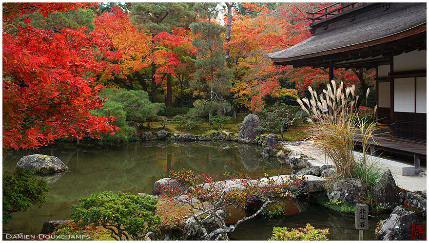 Susuki bush and autumn colours around the silver pavilion pond, Ginkaku-ji temple, Kyoto, Japan