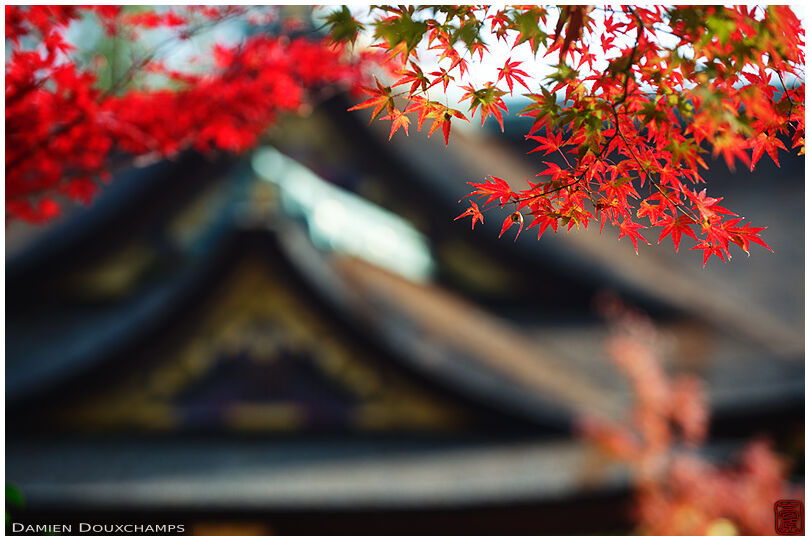 Autumn foliage and roof lines, Kitano Tenman-gū shrine, Kyoto, Japan
