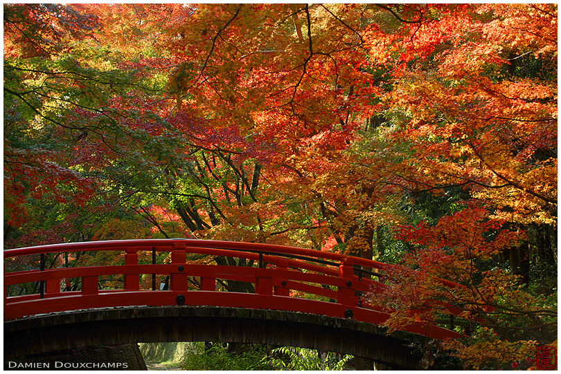 Red bridge surrounded by autumn colours in Kitano Tenmangu shrine, Kyoto, Japan