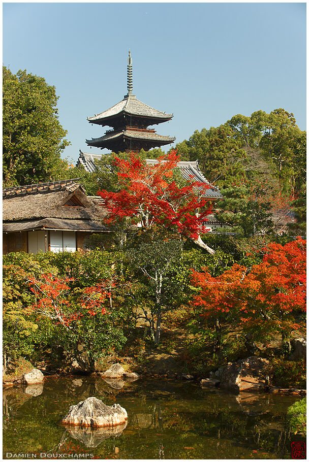 Ninna-ji temple pagoda and tea house in autumn, Kyoto, Japan