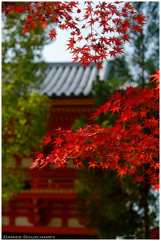 Bright red maple leaves, Ninna-ji temple, Kyoto, Japan