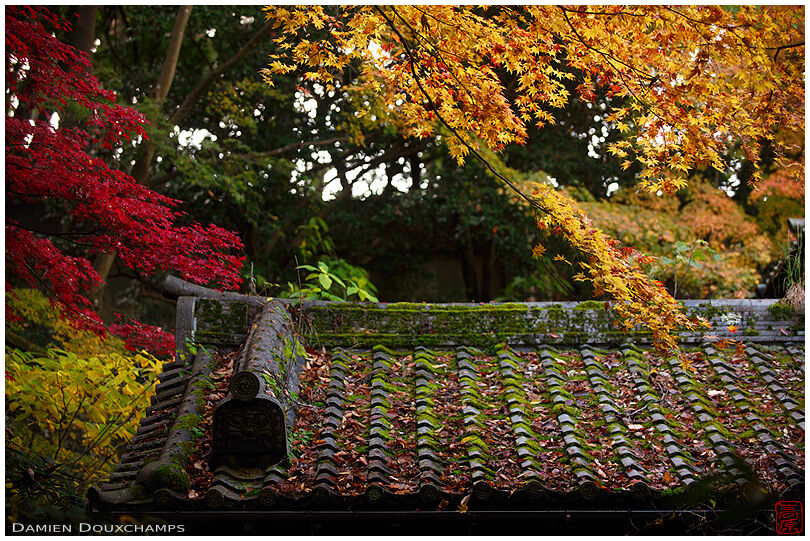 Old gate roof and autumn colours, Choraku-ji temple, Kyoto, Japan