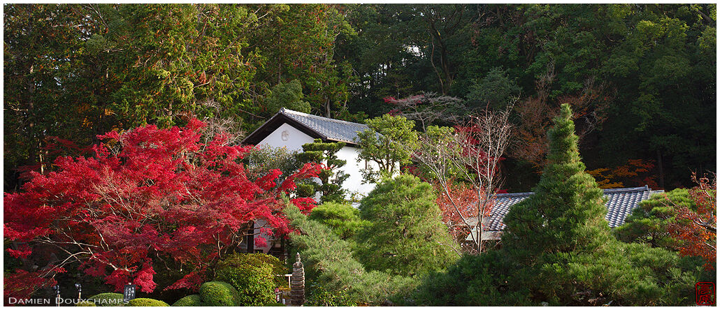 Kura storehouse peeking over red maple tree in Konkaikomyo-ji temple gardens, Kyoto, Japan