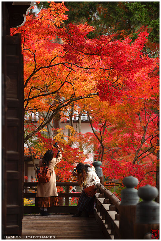 Two young ladies taking pictures of fiery autumn colors in Shinyo-dō temple, Kyoto, Japan