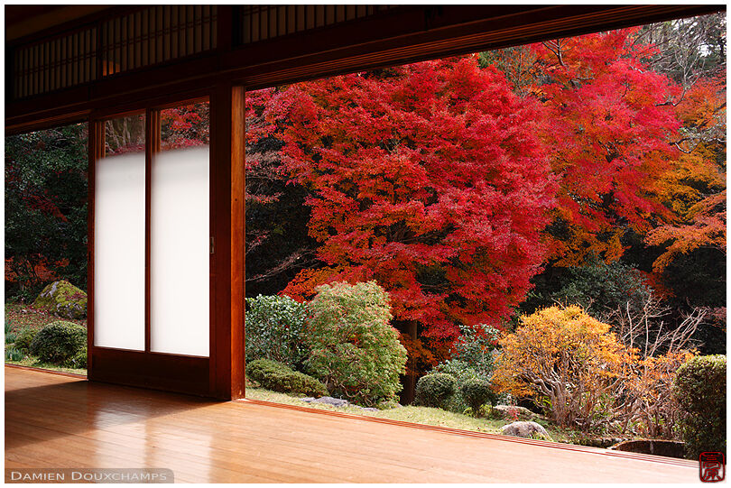 Bright autumn colours in the garden of Watchu-an, Kyoto, Japan