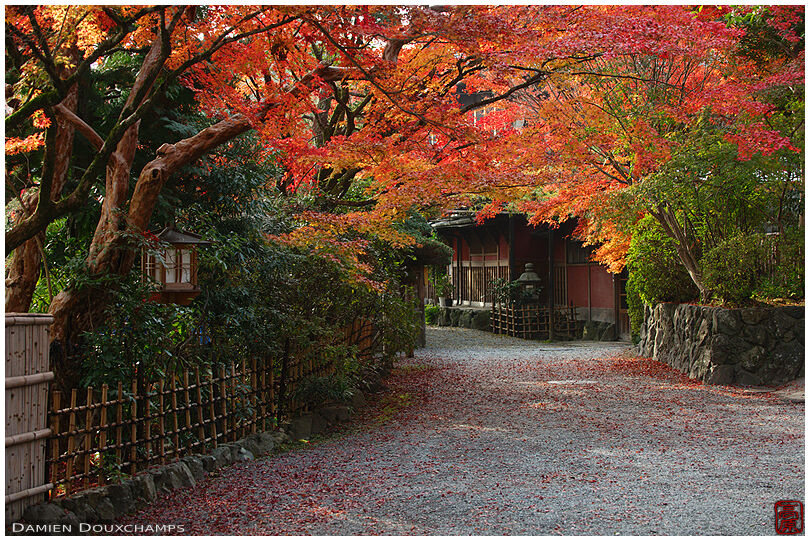Path covered by autumn foliage in Nagaoka Tenmangu shrine, Kyoto, Japan