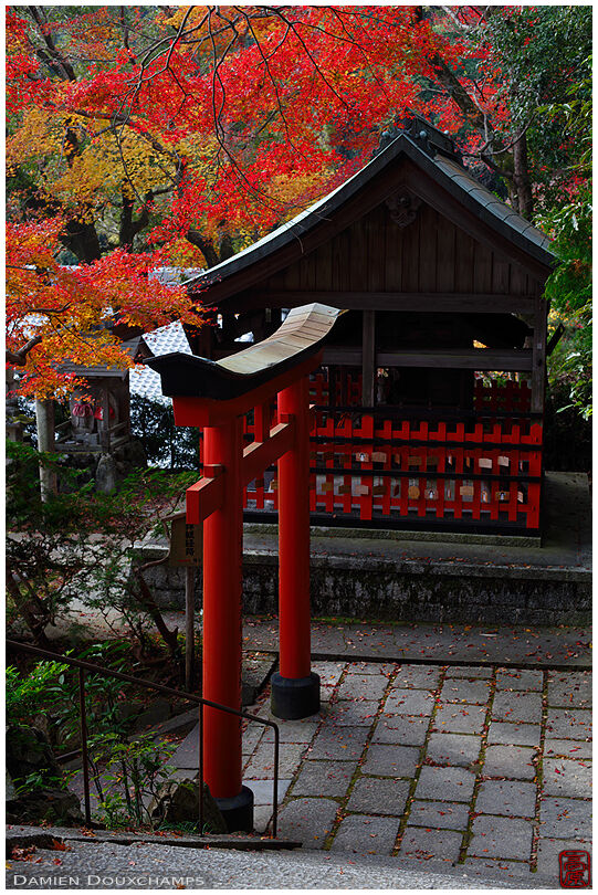 Red torii gate among autumn momiji colours in Yokoku-ji temple, Kyoto, Japan
