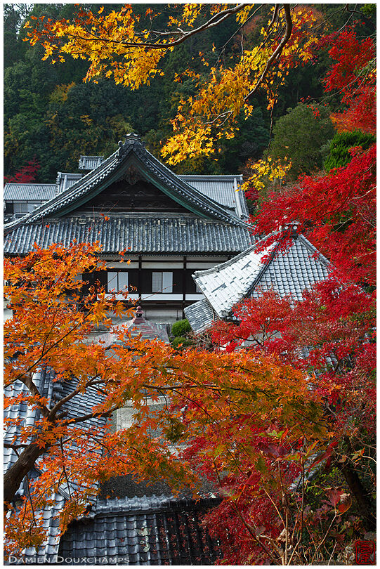 Higher view of Yokoku-ji temple complex amidst autumn colours, Kyoto, Japan