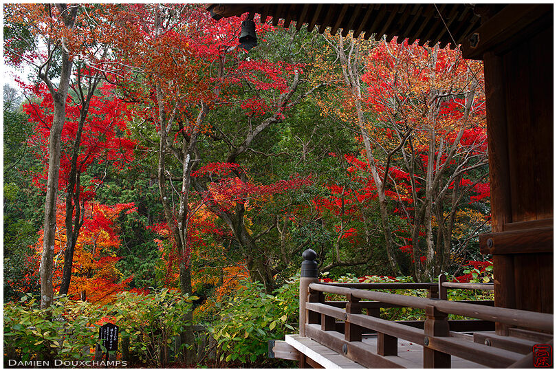 Temple balcony and autumn foliage, Yokoku-ji, Kyoto, Japan