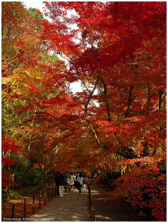 Autumn colors bonanza in Komyo-ji temple, Kyoto, Japan