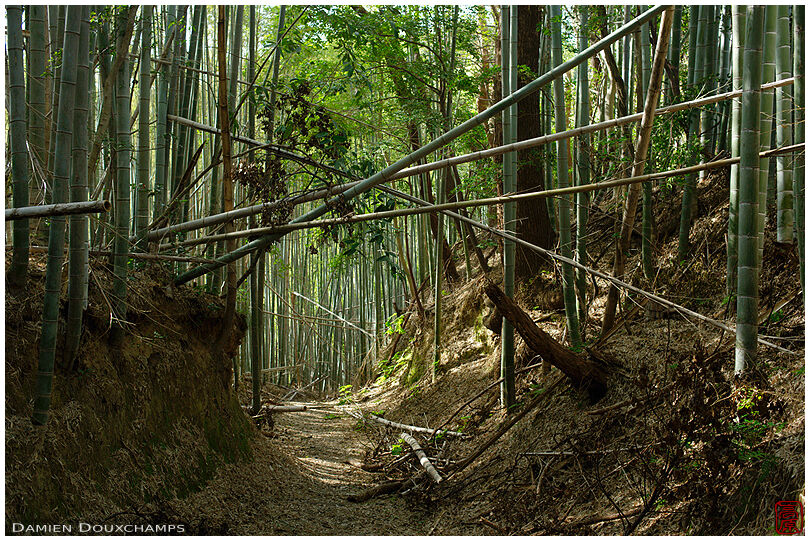 Path in bamboo forest after typhoon, Iwashimizu Hachimangu shrine, Kyoto, Japan