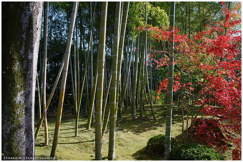 Bamboo grove and autumn foliage, Shoka-do gardens, Kyoto, Japan