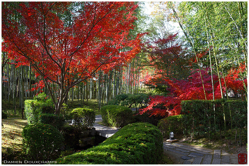 Red autumn foliage, Shokado garden, Kyoto, Japan