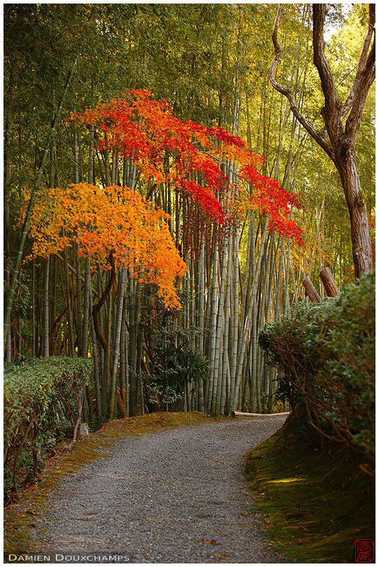 Road passing near two maple trees among bamboo in autumn, Enpuku-ji temple, Kyoto, Japan