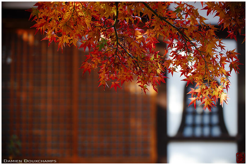 Autumn leaves in the aptly named Momiji-dera, Kyoto, Japan