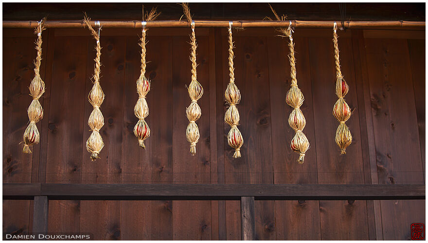 Drying persimmons (kaki) in the old Tsumago village, Nagano, Japan