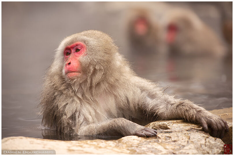 Monkey resting in host spring, Jigokudani Snow Monkey Park, Nagano, Japan