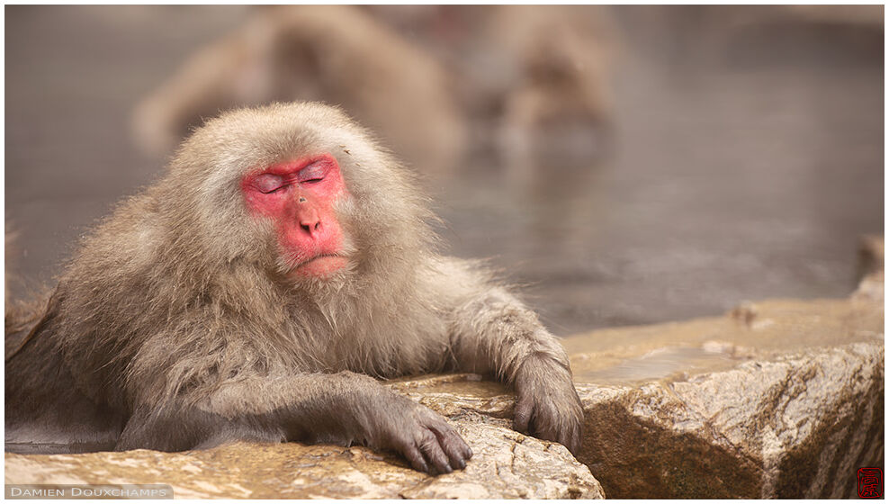 Japanese macaque in hot spring, Jigokudani, Nagano, Japan