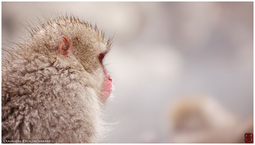 Japanese macaque, Jigokudani Snow Monkey Park, Nagano, Japan