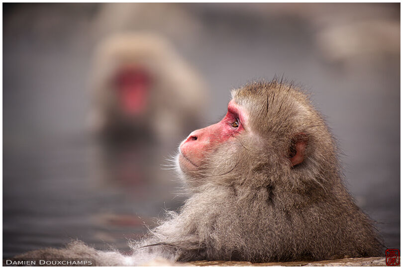 Monkey in hot spring, Jigokudani, Nagano, Japan