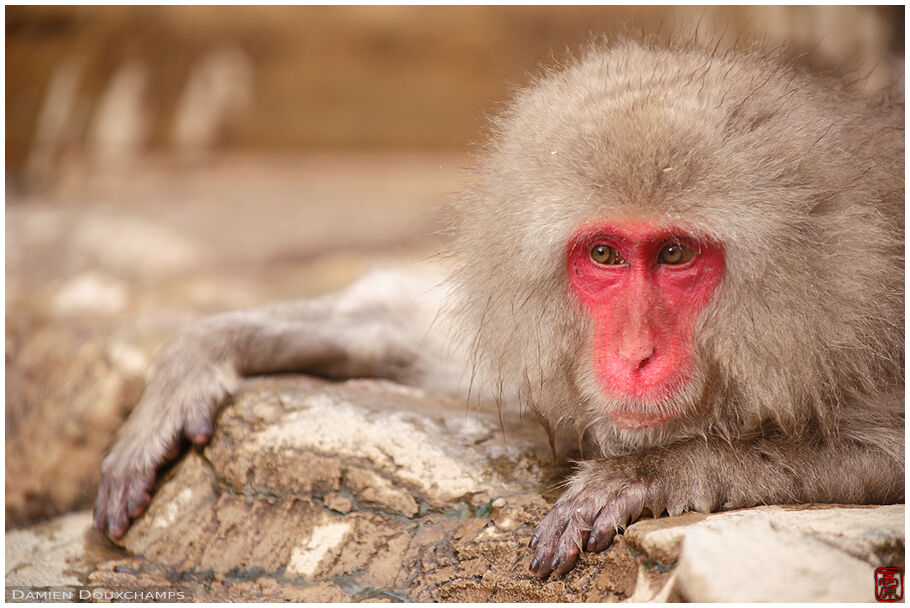 Japanese macaque in hot spring, Jigokudani, Nagano, Japan