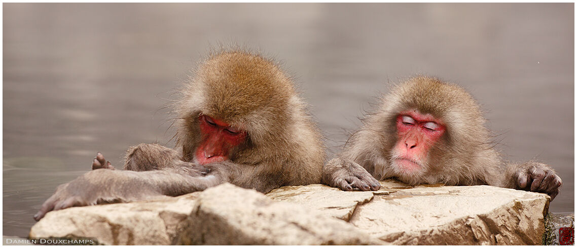 Japanese macaques in hot spring, Jigokudani, Nagano, Japan