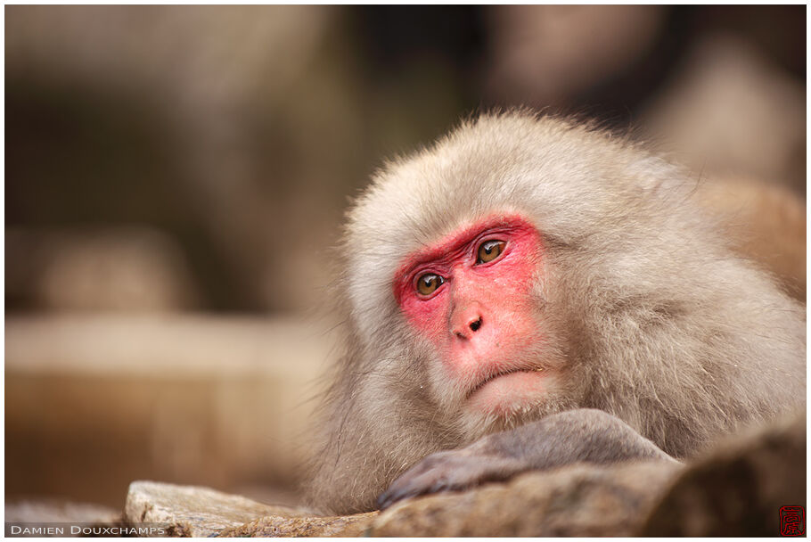 Jigokudani Snow Monkey Park (地獄谷野猿公苑)