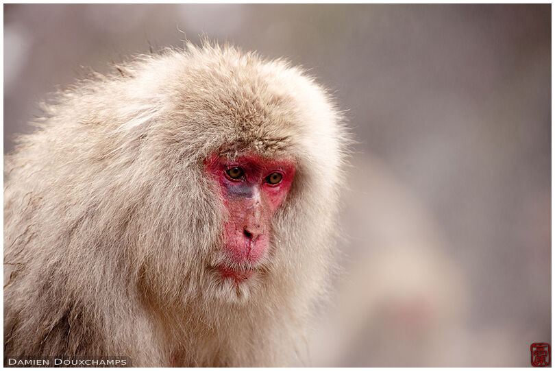 Red-faced macaque portrait in winter around the onsen of Jigokudani, Nagano, Japan