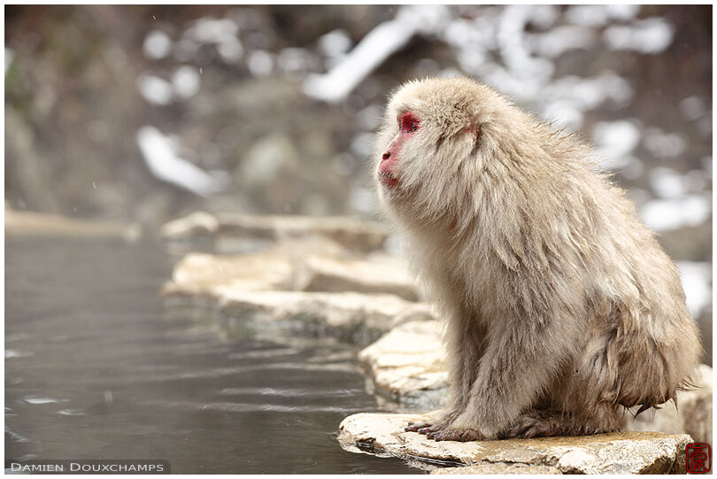 Jigokudani Snow Monkey Park (地獄谷野猿公苑)