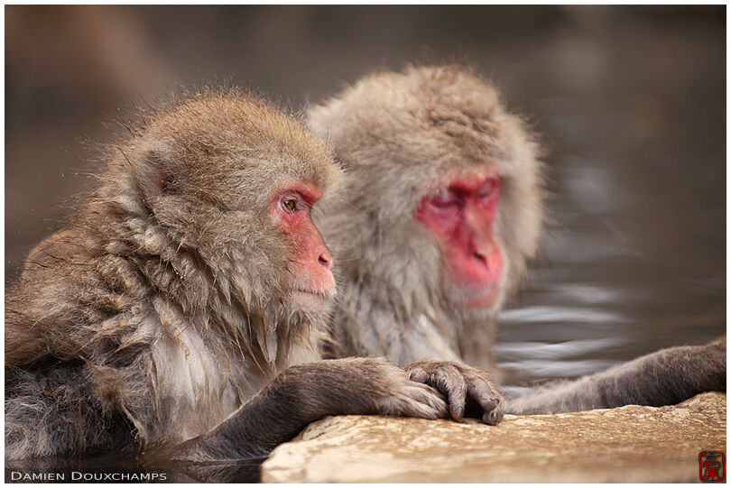 Japanese macaques in hot spring bath, Jigokudani monkey park, Nagano, Japan