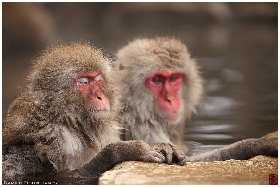 Japanese macaques in hot spring, Jigokudani, Nagano, Japan