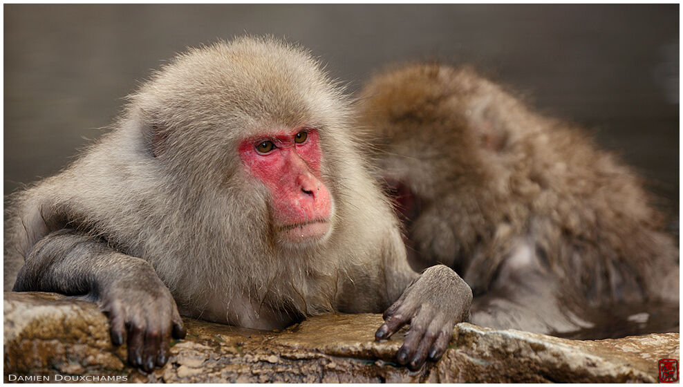 Grooming Japanese macaques in hot spring, Jigokudani, Nagano, Japan