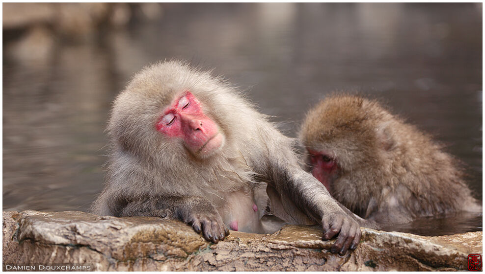 Grooming Japanese macaques in hot spring, Jigokudani, Nagano, Japan