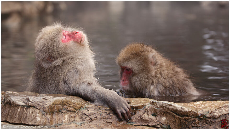 Japanese macaques grooming each other in hot spring, Jigokudani, Nagano, Japan