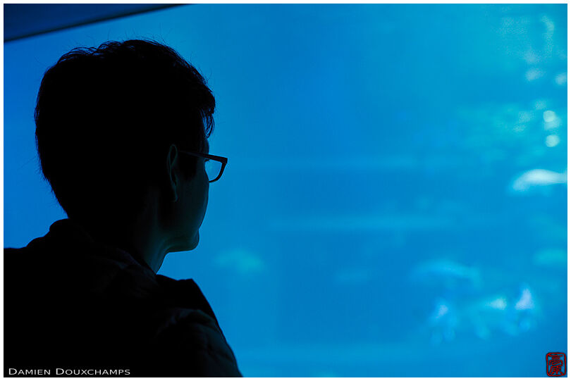 Shadow of visitor looking at blue aquarium, Osaka, Japan