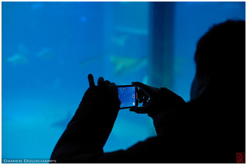 Photographing the Osaka aquarium, Japan