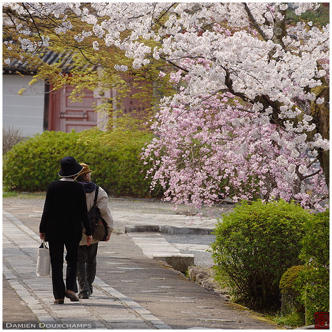 Old couple walking past sakura in full bloom in Shinyo-do temple, Kyoto, Japan