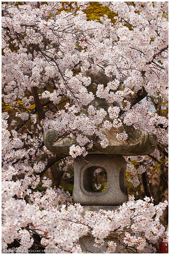 Stone lantern lost in cherry blossoms, Shinyo-do temple, Kyoto, Japan