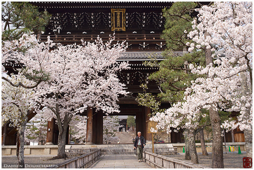 Cherry blossoms at the foot of Konkaikōmyō-ji main gate, Kyoto, Japan