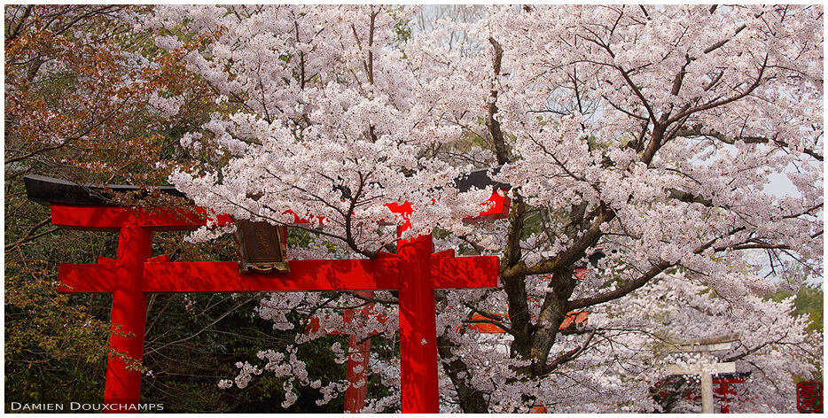 Red torii gate lost in cherry blossoms, Takenaka inari shrine, Kyoto, Japan