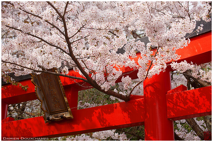 Red torii gate with cherry blossoms, Takenaka Inari shrine, Kyoto, Japan