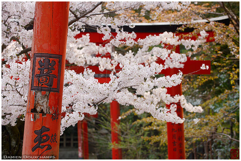 Cherry blossoms among torii gates in Takenaka Inari shrine, Kyoto, Japan