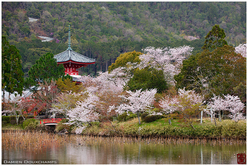 Cherry blossoms around the pagoda of Daikaku-ji temple, Kyoto, Japan