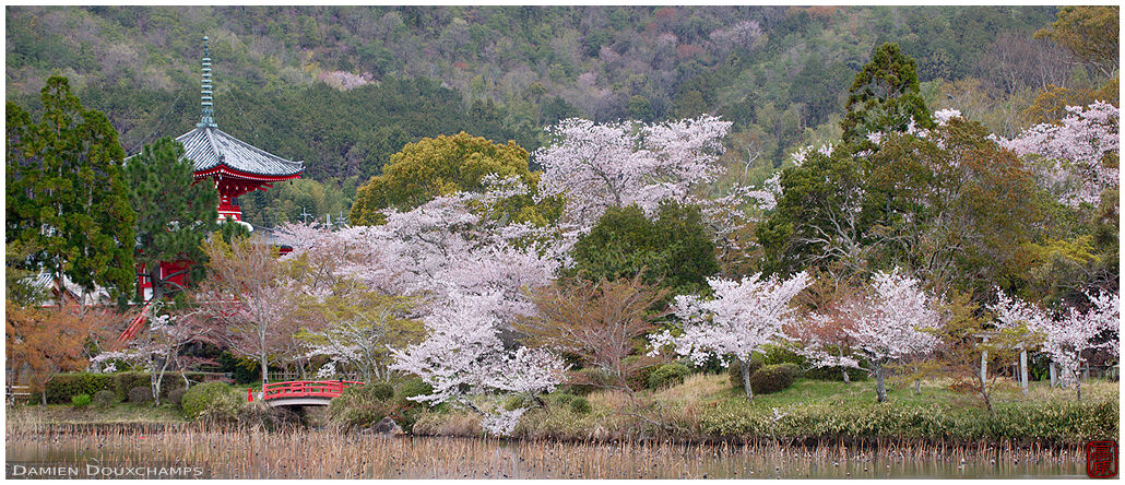 Red pagoda, red little bridge and cherry blossoms around the pond of Daikaku-ji temple, Kyoto, Japan