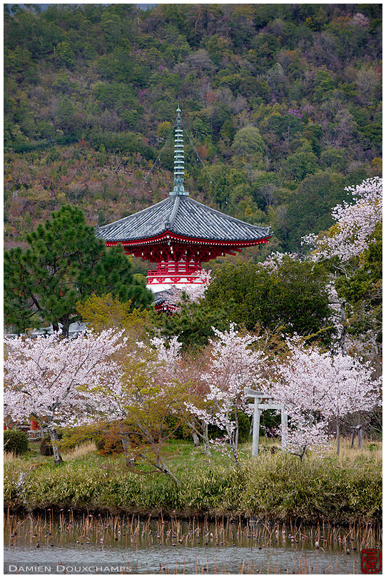 Stone torii gate and red pagoda surrounded by cherry blossoms in Daikaku-ji temple, Kyoto, Japan