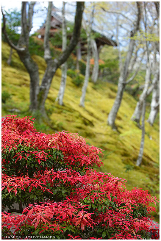 Red leafed bush in the garden of Jōjakkō-ji temple, Kyoto, Japan