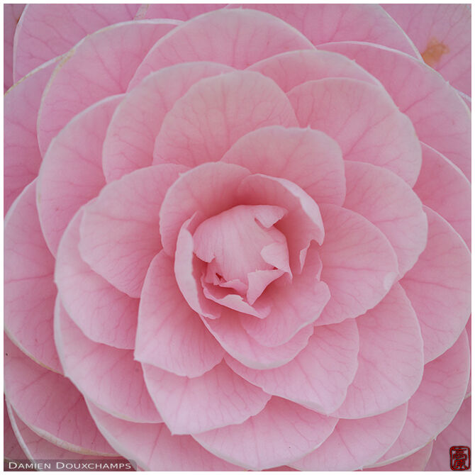 Regular petal pattern of a large pink flower in Haradani-en gardens, Kyoto, Japan