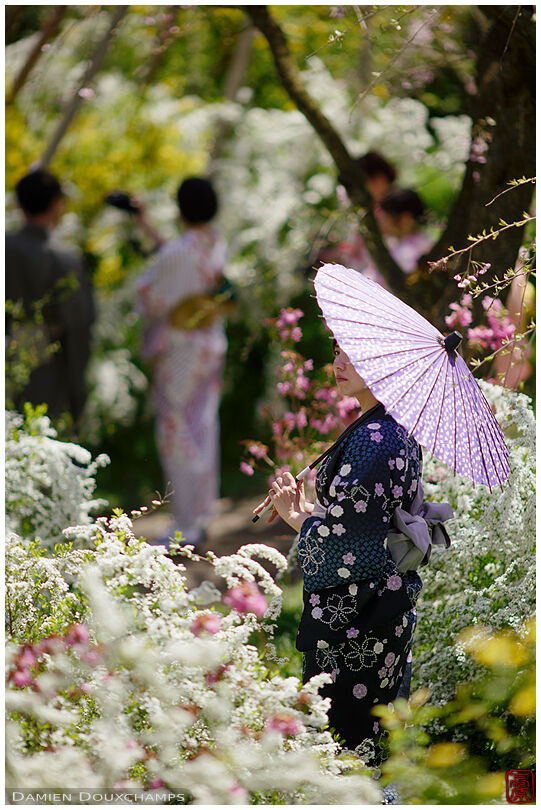 Woman in kimono holding traditional umbrella in Haradani-en flower garden, Kyoto, Japan