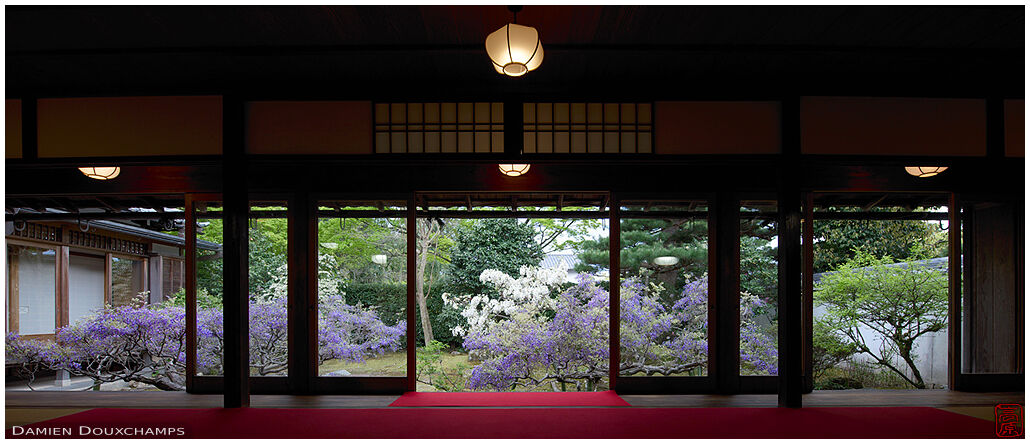 Purple and white low wisteria bushes from the hall of Chokei-in temple, Kyoto, Japan